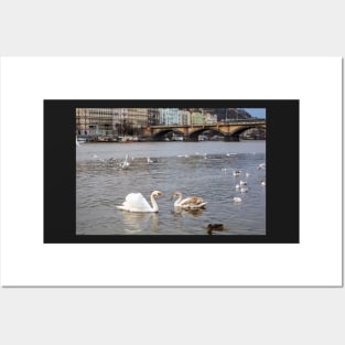 Birds at Vltava river in Prague Posters and Art